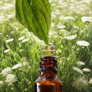 น้ำมันโบราโก officinalis 100% น้ำมันรูปของเหลวขนาด25kgs และ180กก. ราคาที่ดีที่สุดและแข่งขันได้ - Product Image 2