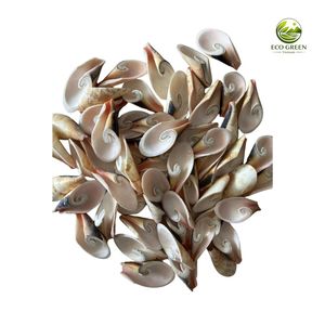Wholesale Eco Green Vietnam Sliced Natural Sea Shells Polished Cut Seashell CHARM <b>Supplies</b> for Resin <b>Art</b> and Handcrafts - Product Image 3