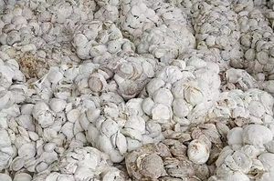 Caucho natural de copa confiable de calidad superior de Vietnam para las necesidades de fabricación - Product Image 6