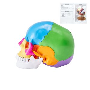Modèle d'anatomie du crâne humain pour la science médicale, 22 pièces, taille réelle, en PVC peint, démontable, outil d'apprentissage - Product Image 1