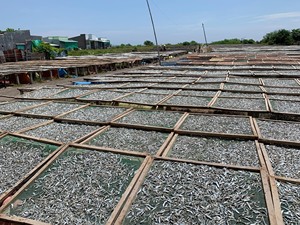 Anchoas Secas al por Mayor, Pescado Seco, Fabricante de Pescado Seco, Limpio y Clasificado, Pescado Seco a Granel - Product Image 6