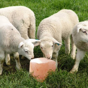 Bloques de Sal Rosa del Himalaya, Bloques de Sal Natural para Ganado, Caballos y Animales, Diseño Moderno para Sala de Estar y Comedor - Product Image 6