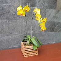 Pot Bunga Anggrek Kayu Desain Baru & Pot Tanaman Gaya Persegi Pot Tanaman Gantung
