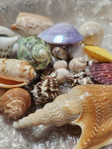 ผู้ส่งออกเปลือกหอยเวียดนามสำหรับตลาดขายส่ง - Product Image 6