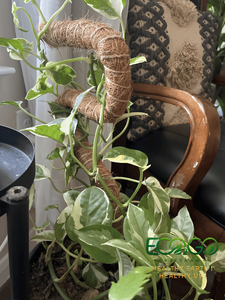 Poteau en fibre de coco flexible et esthétique pour plantes grimpantes d'intérieur, bâton courbé en fibre de coco à forte capacité d'absorption d'humidité pour Pothos - Product Image 6
