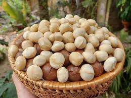 Nueces de Macadamia Crudas Orgánicas Premium, Snack Saludable, Suministro a Granel, Envío Rápido para Negocios de Alimentos - Product Image 5