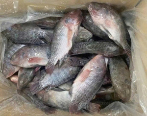 Pescado Congelado Entero Premium de 1 kg, Alta Calidad, Alto Valor Nutricional, 100% Natural, Envasado al Vacío VN-OEM - Product Image 3
