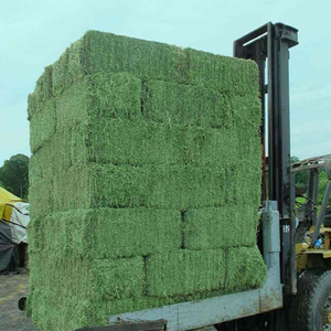 100% Alfalfa Hay Animal Feed Premium Quality Fast Delivery for Strong and Healthy Livestock <b>Cow</b> Goat Horse Very Affordable - Product Image 4