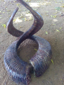 Cuernos de Shofar de Oveja 2026 de Gran Venta, Acabado Natural, Cuerno de Carnero Pulido de Alta Calidad, Shofar Religioso a Precios Económicos FAIZA CRAFT - Product Image 6
