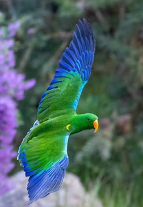 Pájaros Vivos de la Especie Eclectus para Cría en Aviarios, Crianza de Aves Ornamentales y Suministro Mayorista Internacional - Product Image 1