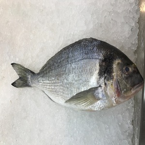 Prix de gros pour le dorade congelé destiné aux cuisines commerciales, aux commerçants en produits de la mer, aux magasins de détail et aux fournisseurs professionnels de produits alimentaires - Product Image 2