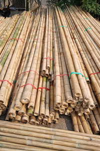 PALOS DE BAMBÚ NATURAL DE ALTA CALIDAD PARA EXPORTACIÓN A VIETNAM - Sra. Alina - Product Image 5