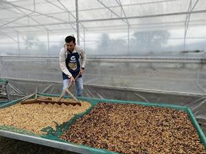 กาแฟโรบัสต้าคั่วเวียดนามคุณภาพสูง ปี 2026 คั่วอ่อน ได้รับการรับรองมาตรฐาน HACCP - Product Image 3
