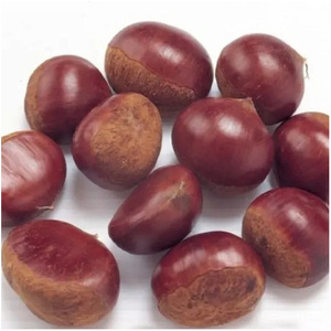 เมล็ดเกาลัดดิบสด ออร์แกนิก เกาลัดสดปอกเปลือก อบสุก ราคาถูก - Product Image 4