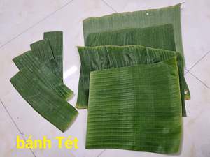ใบตองเวียดนามสด ใบไม้ธรรมชาติสำหรับห่ออาหาร นึ่ง ปรุงอาหาร จัดวางบนโต๊ะอาหาร ร้านอาหาร และงานอีเว้นท์ต่างๆ - Product Image 6