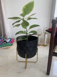 Minimalist Black Iron Flower Pot Gold Stand Drainage Hole Eco-Friendly Indoor Green Plants Desktop Planter Powder Coated Finish - Product Image 3