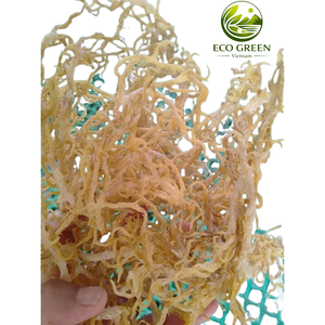 สาหร่ายทะเลแห้งธรรมชาติ ไอริชมอส สาหร่ายทะเลแบบเป็นก้อน ขายส่งจากเวียดนาม คุณภาพสูง สำหรับทำเจล สมูทตี้ ซูเปอร์ฟู้ด - Product Image 2