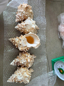 Vietnam Manufacturer Triton’s Trumpet Natural Seashell Large Decorative Shell Bulk Supplier Export - Product Image 4