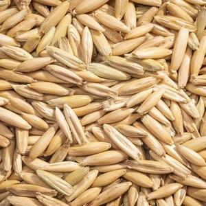 Avena Seca de Alta Calidad para Alimentación de Ganado, Grado Alimenticio, 18 Meses de Vida Útil, Suministro a Granel, Fabricante Exportador de India - Product Image 6