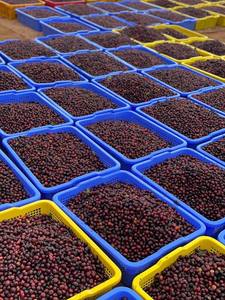 กาแฟเมล็ดเขียวใหม่ - อาราบิก้า/โรบัสต้า เมล็ดกาแฟพรีเมียม - ขายดี ราคาคุ้มค่า - บรรจุแบบขายส่ง - Product Image 3