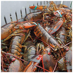 Homards américains (fruits de mer) de qualité supérieure, purs, frais, vivants ou surgelés, en vente au prix de gros le plus bas - Product Image 5