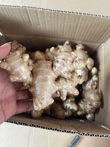 <b>Fresh</b> <b>Ginger</b> Root Common Cultivated Bulk Supply for Food Processing and Wholesale From Vietnam - Product Image 2