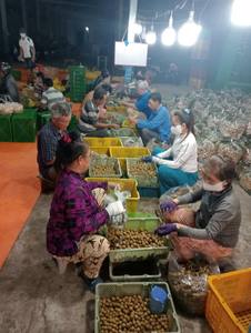 Longan Fresco de Alta Calidad Cultivado en Vietnam, Sabor Dulce, Cuidadosamente Seleccionado para Exportación y Mercados Internacionales de Alimentos - Product Image 5