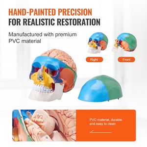 Modello di Cranio Anatomico Dipinto a Grandezza Naturale, 8 Parti Cerebrali, 3 Parti Cranio, Modello di Cranio Umano in PVC Smontabile per Scienza Medica - Product Image 5