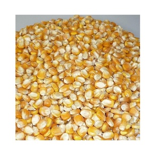 Maïs jaune séché non glutineux, mûr, de culture courante, qualité alimentaire en vrac pour le bétail, Thaïlande, 25 kg - Product Image 5