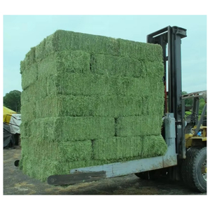 Foin d'alfalfa de qualité supérieure, alimentation animale de haute qualité, fourrage pour bétail, chevaux, bovins, laiterie, vente en gros, approvisionnement en vrac, exportateur - Product Image 3