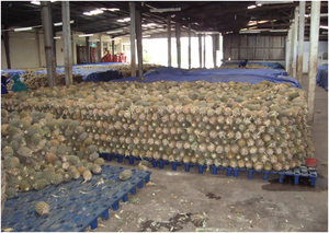 Provide Vietnamese <b>Canned</b> Pienapple With the Best Price/ Ms. Lima - Product Image 3