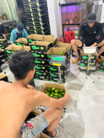 Verse Vietnam Pitloze Citroenen Geteeld Onder Tropisch Zonlicht Natuurlijk Gerijpt Verpakt Voor Supermarkten Restaurants En Detailhandel