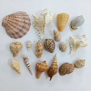 Conchas Marinas Naturales Blancas Surtidas, Conchas de Mar y Vieiras para Manualidades, Decoración de Bodas en la Playa, Relleno de Jarrones para Acuarios, Venta al por Mayor - Product Image 1