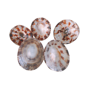 Concha de limpet ovalada de alta calidad de Vietnam para incrustaciones en muebles, artesanía en lacado premium con texturas naturales de conchas marinas. - Product Image 6