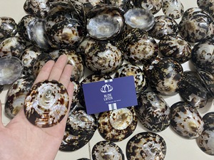 Conchas de Limpet Ecológicas de Alta Calidad, Conchas Marinas Trituradas para Manualidades, Decoración Costera, Suministros de Arte en Resina, Aptas para Lavavajillas, Color Azul - Product Image 4