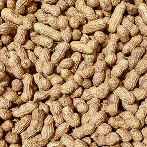 Arachides en gros de qualité supérieure, les plus vendues, en vrac, en stock, meilleure qualité, export - Product Image 6