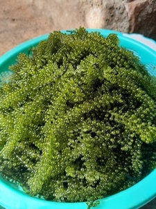 Alga Marina Premium Uvas con textura natural ideal para ensaladas y uso culinario cosechada de granjas costeras en Vietnam - Product Image 2