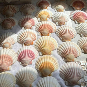 Conchas de Vieira Reales, Naturales, Ecológicas, Pulimentadas, Decorativas para Bodas en la Playa, Manualidades, Decoración del Hogar, Joyería DIY - Product Image 6