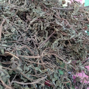 Hojas Secas Premium de Bhringraj (Eclipta Alba) |   Hojas Herbales Naturales para Uso Herbal Ayurvédico |   Suministro al por Mayor |   Venta al por mayor - Product Image 1