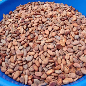Mejor Precio en Granos de Cacao Trinitario Tostados 50kg, Grado Alimenticio, Origen GH, Disponibles Ahora, Mejor Precio en Stock, Precio Económico, Venta al Por Mayor - Product Image 1