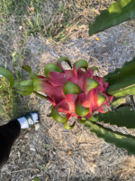Premium Pitaya OEM ODM Landbouw Exporteur 100% Rode Drakenvrucht Vietnam Vers Fruit Hoge Kwaliteit Fruitleverancier