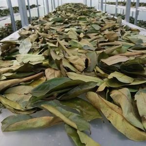 Organic Dried Soursop Leaves Black <b>Tea</b> Health <b>Tea</b> Non-Sugar Grade a 25 <b>Tea</b> Bags <b>Box</b> - Product Image 2