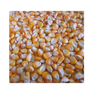 ข้าวโพดเหลือง - ข้าวโพดหวานเหลืองไทยขายส่งสำหรับอาหารสัตว์ - Product Image 3
