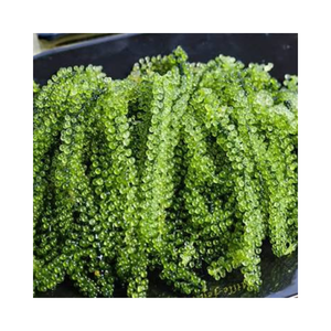 Caviar vert d'algues marines fraîches (Umibudo) pour la restauration et la vente au détail - Product Image 1