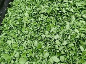 ขายดีดอกบัวสีน้ำเงิน2025ใบมะรุมแห้งตามธรรมชาติช่วยเพิ่มสมาธิและระดับพลังงาน - Product Image 6