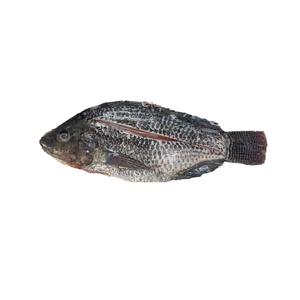 Filets de poisson de perche du Nil congelés de haute qualité avec 95 % de teneur en nutriments pour l'exportation, la vente en gros et les commandes de transformation - Product Image 4