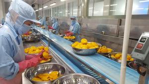 Dried Soft Mango From Vietnam Good for Body for Exporting Delicious Sweet Bulk Style Best Packaging HOT PRICE // Hani - Product Image 6