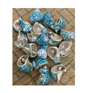 Servilleteros de conchas marinas Turbo de perlas enteras extra grandes de Vietnam para decoraciones de bodas, festivales y fiestas como regalos de recuerdo - Product Image 3