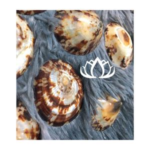 MÁS VENDIDO 2026 Cubierta de Concha de Limpet Pulida para Protección del Pezón y Almacenamiento de Leche - Product Image 1