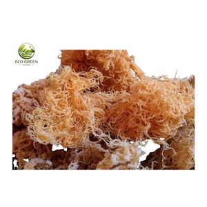 สาหร่ายทะเลไอริชธรรมชาติ สาหร่ายแห้งปรุงรส Eucheuma Cottonii Nori วัตถุดิบเกรดส่งออก บรรจุภัณฑ์ขนาดใหญ่ อายุการเก็บรักษา 12 เดือน - Product Image 2